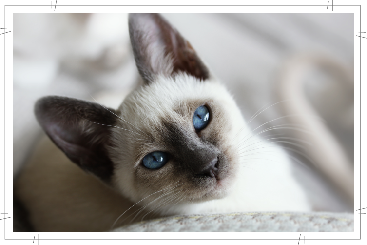 Blue point Siamese kitten