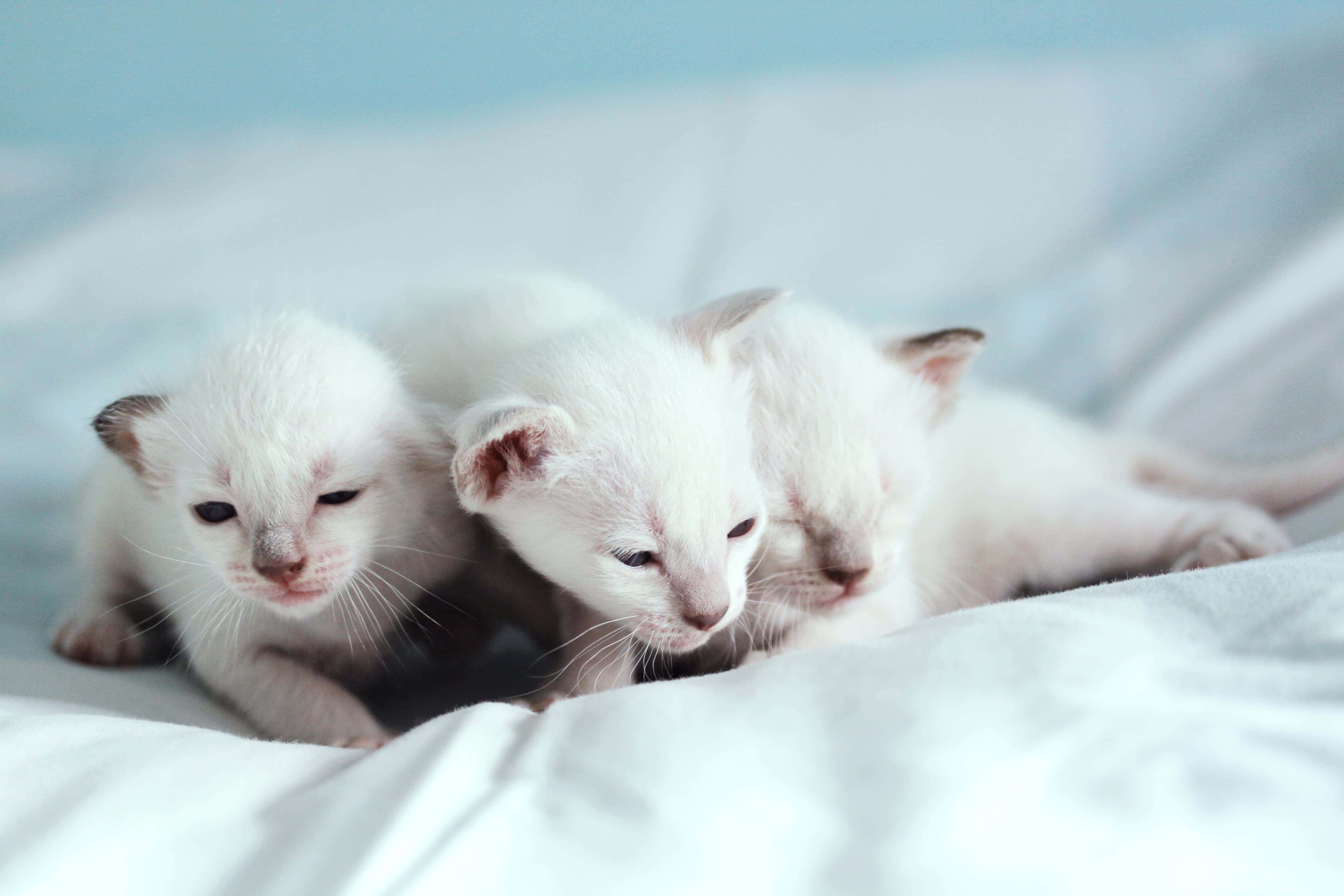 Three Siamese kittens