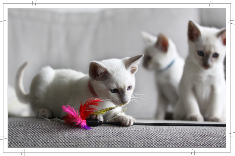 Lilac point Siamese kitten playing with feather teaser