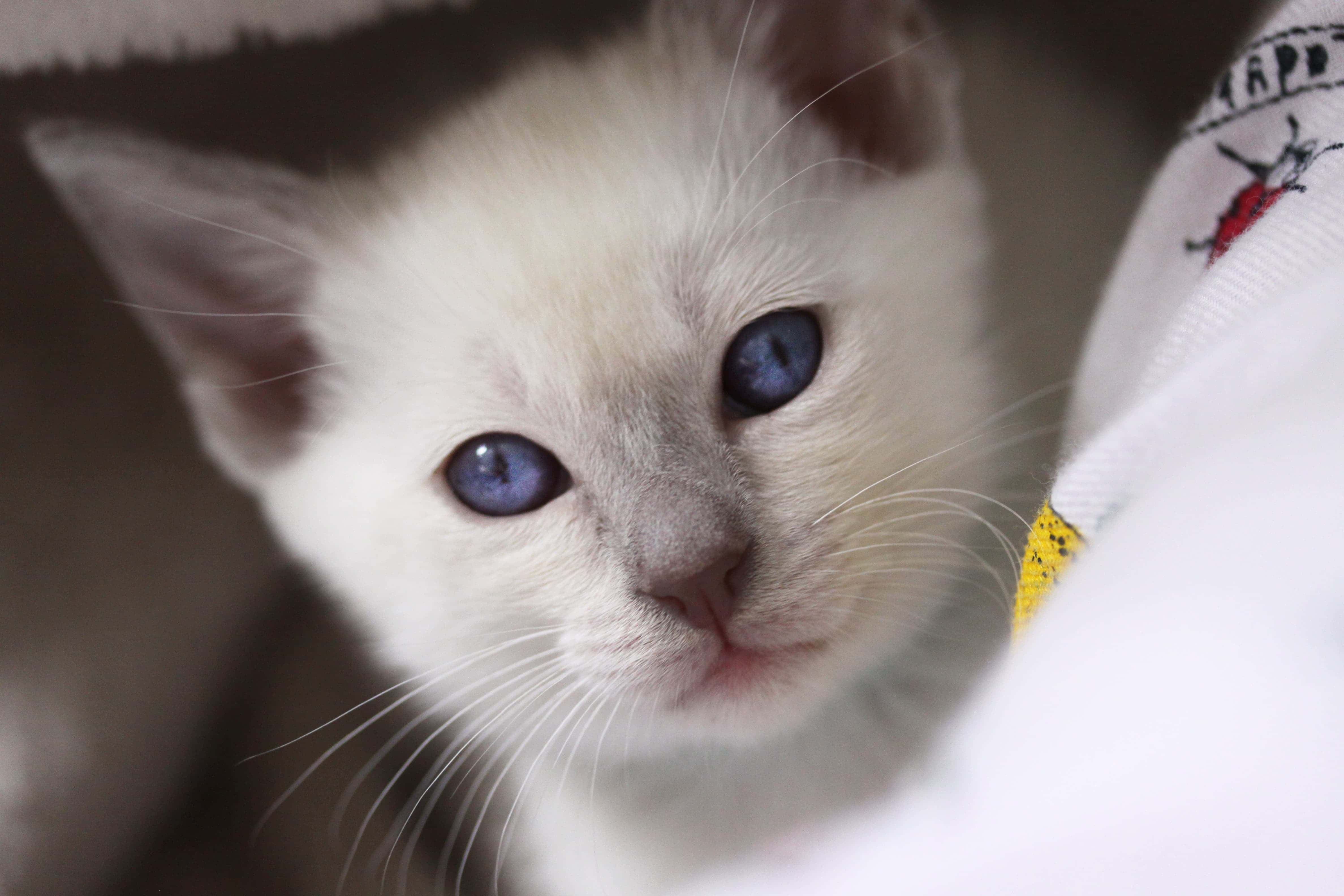 Close up of old-style Siamese kitten