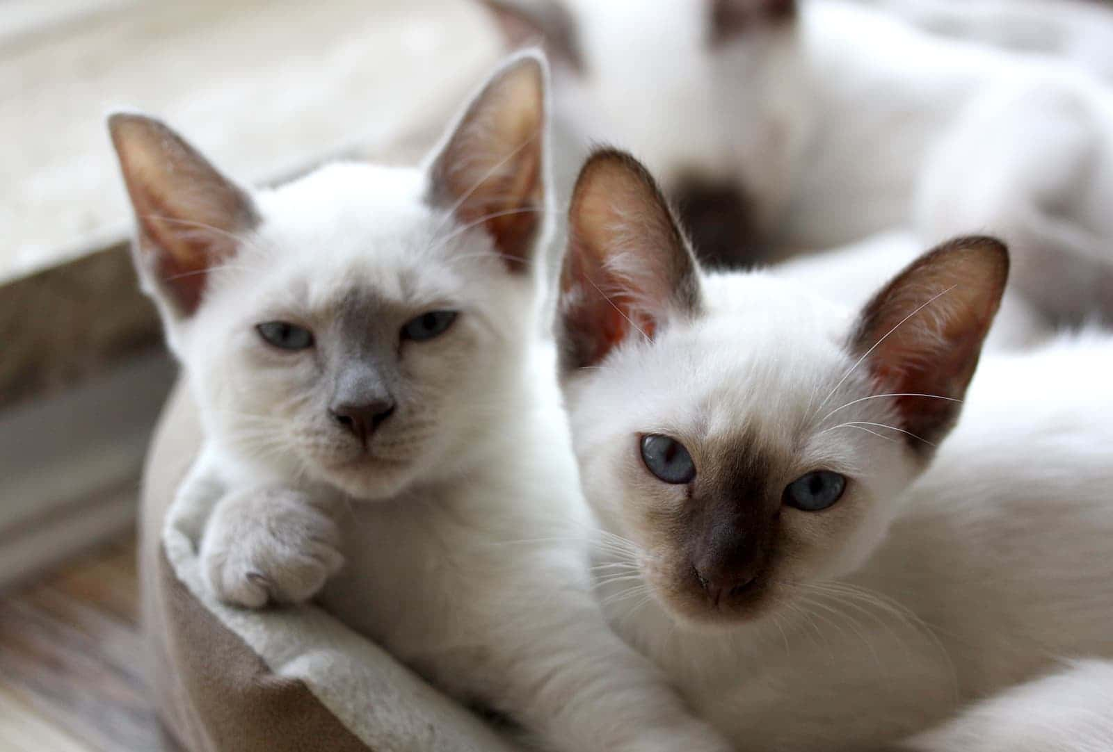 Close-up of Old-Style Siamese kitten