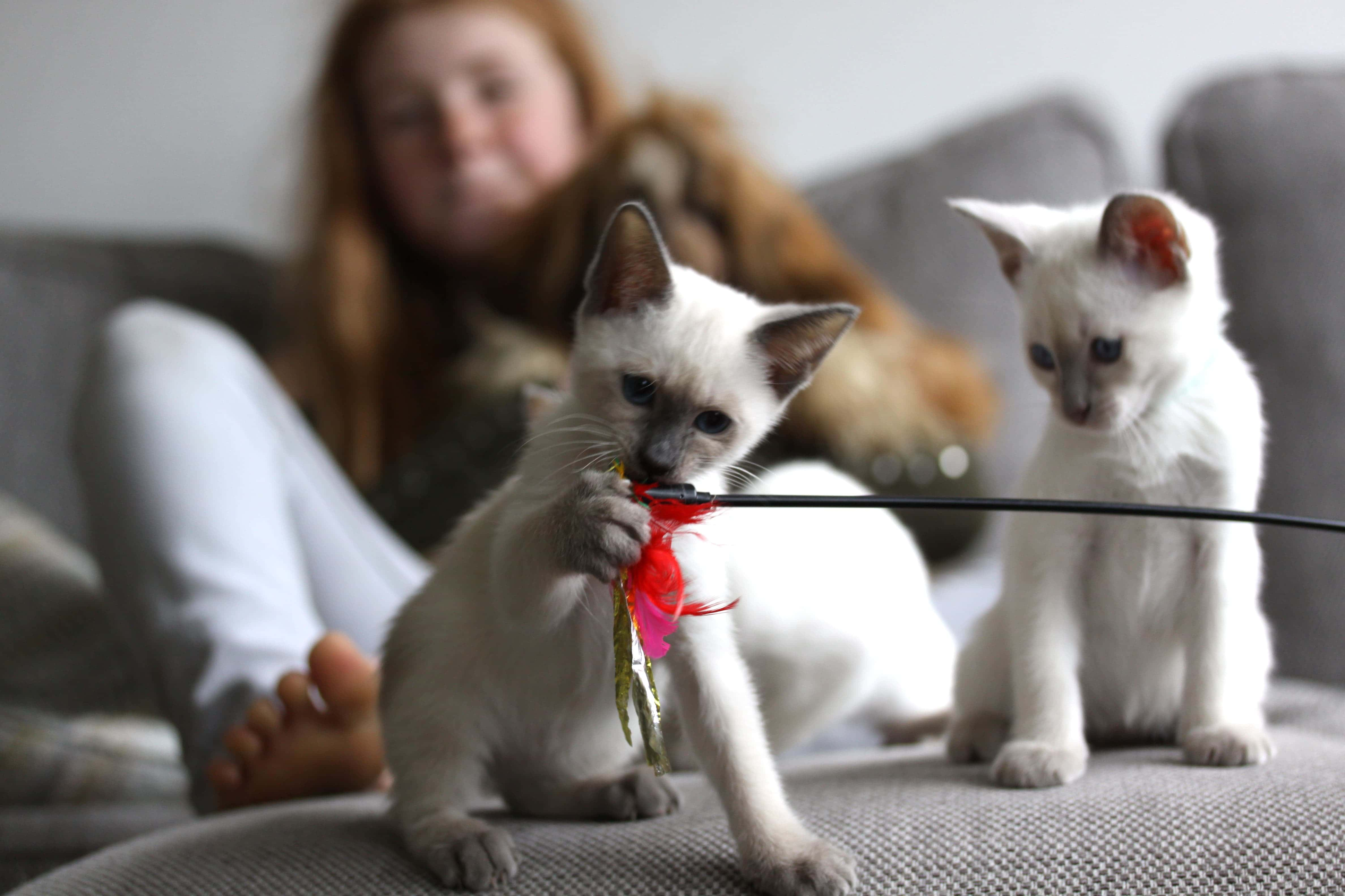 Old-Style Siamese kitten playing with feather teaser