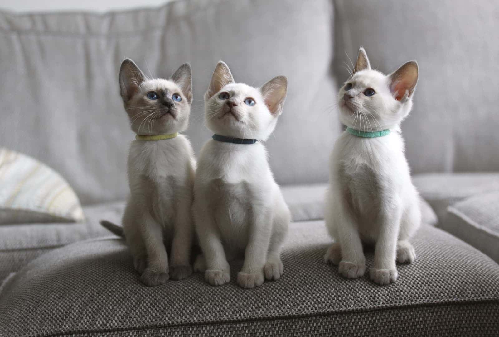 Three Old-Style Siamese kittens