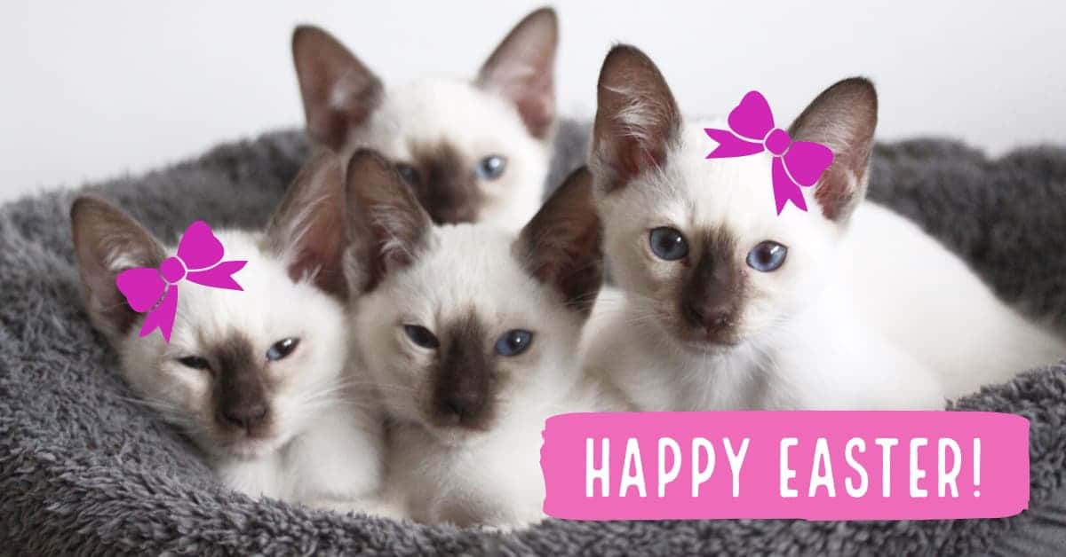 Happy Easter Siamese kittens