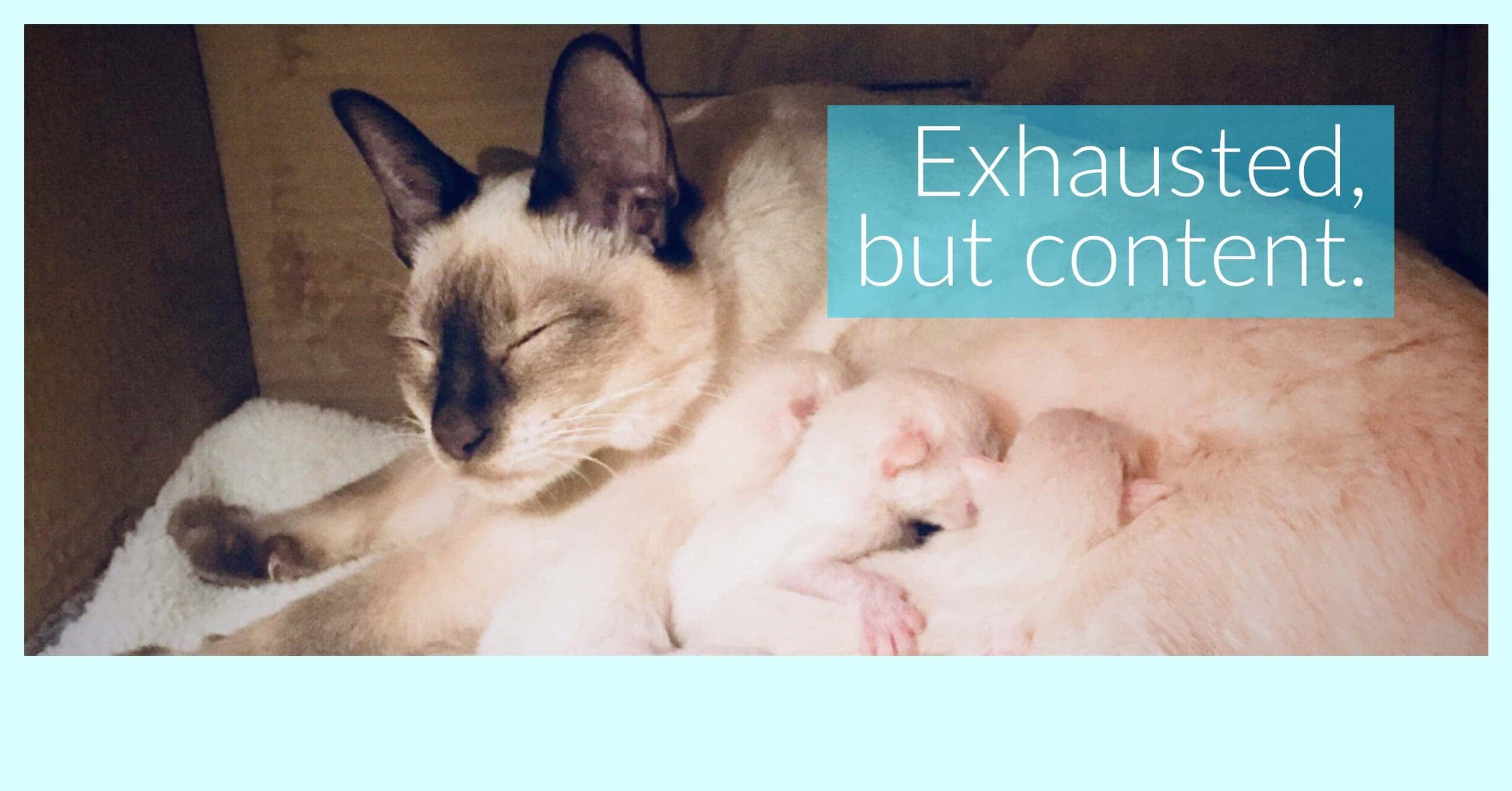 Newborn Old-style Siamese kittens with mother
