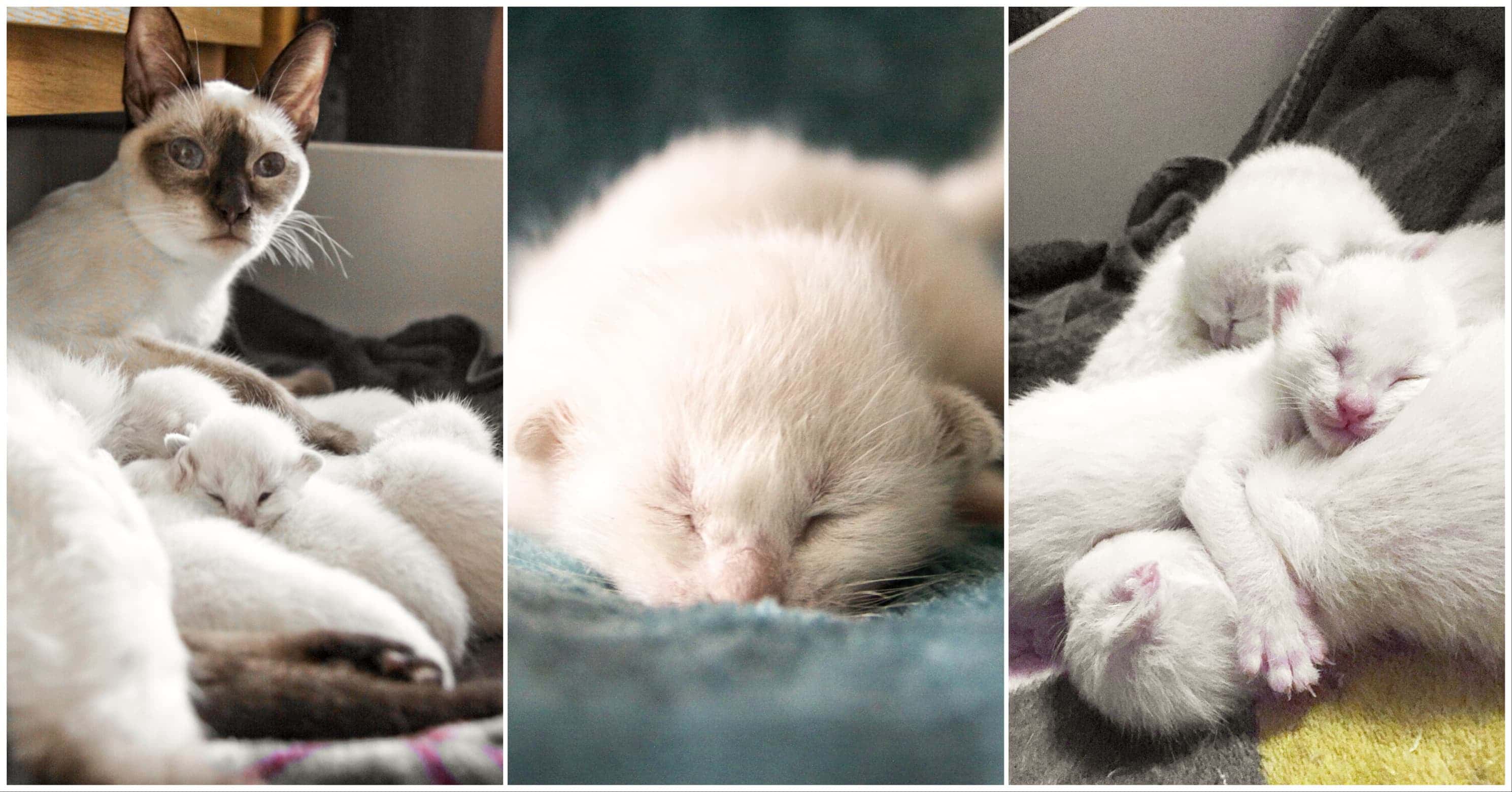 1 week old Old-style Siamese kittens