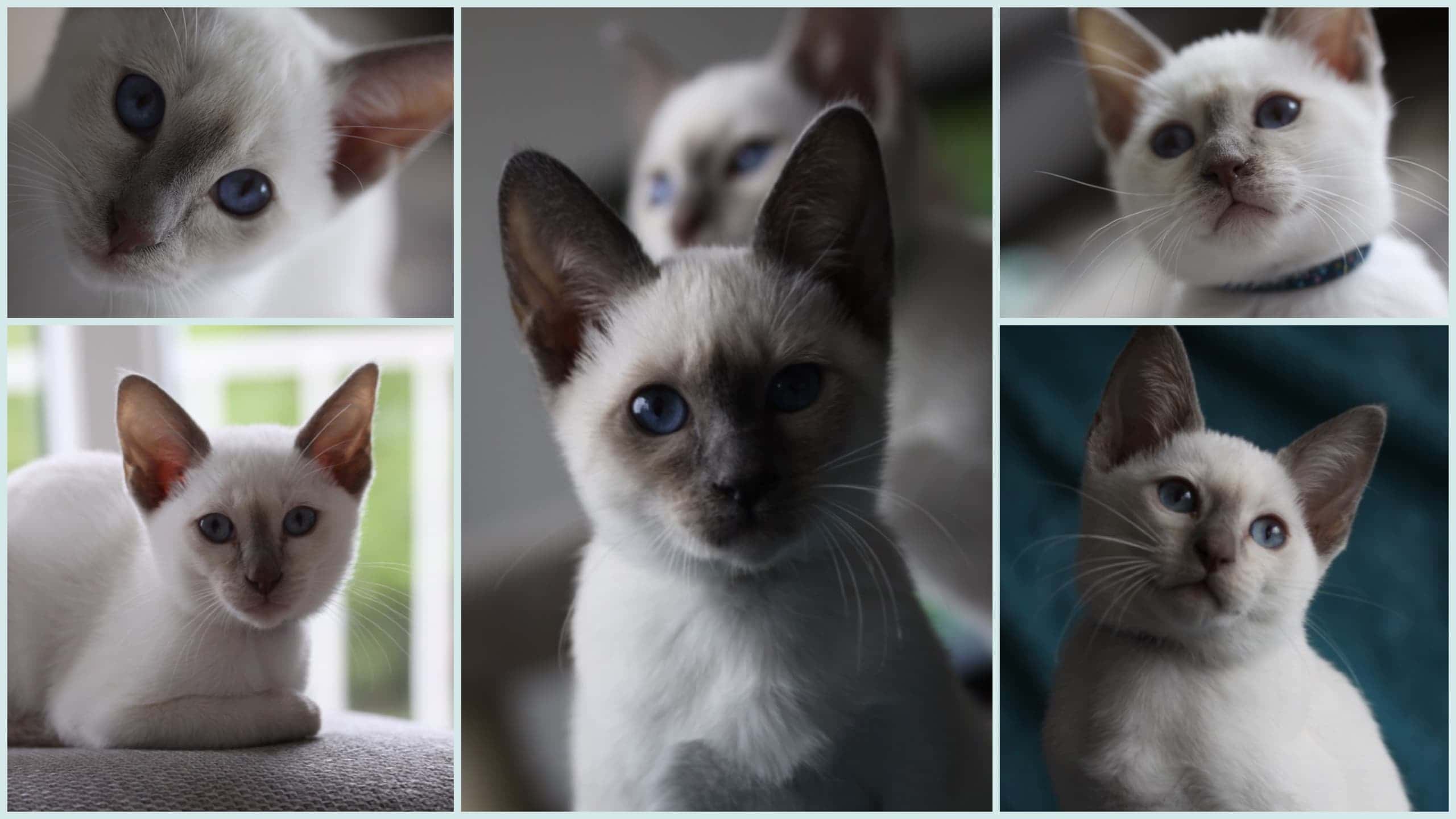 11 week old Old-style Siamese kittens