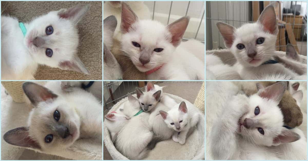 5 week old Old-style Siamese kittens