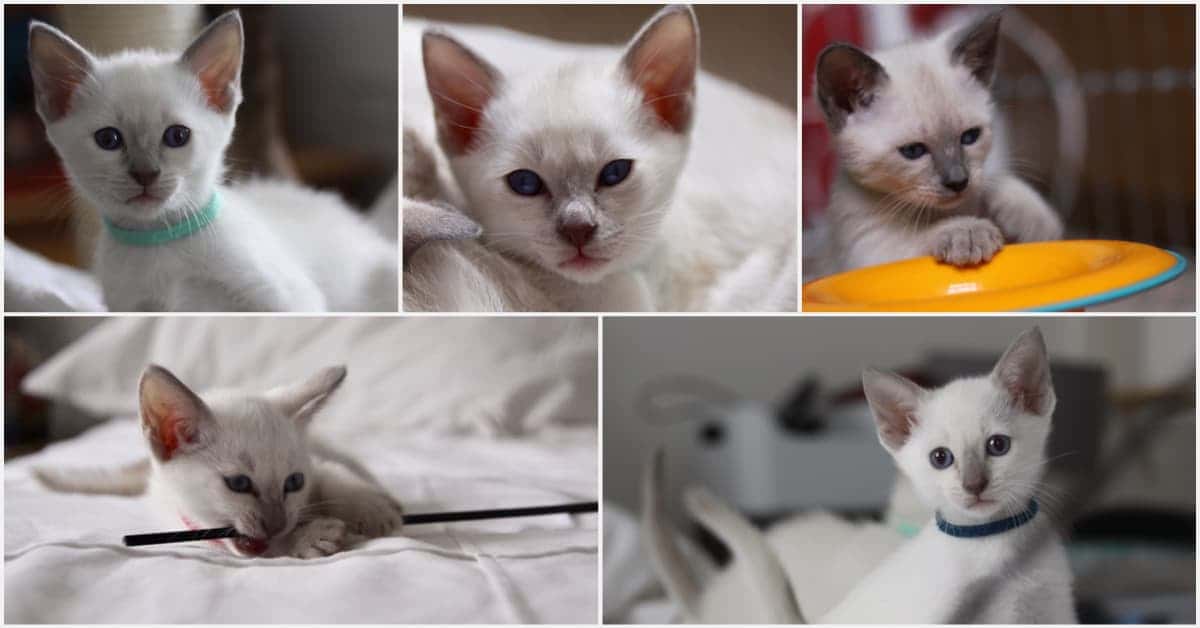 6 week old Old-style Siamese kittens