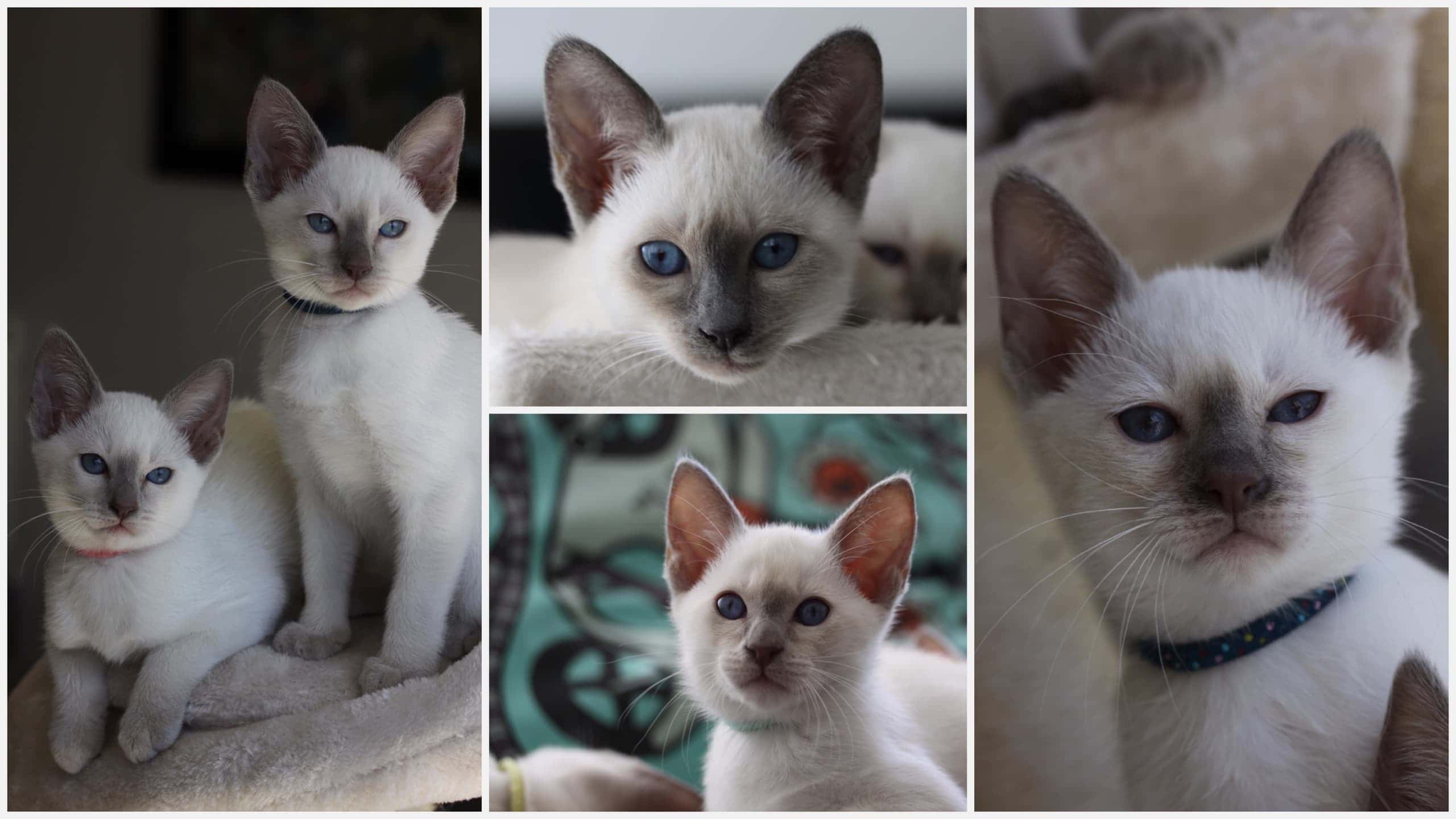 9 week old Old-style Siamese kittens