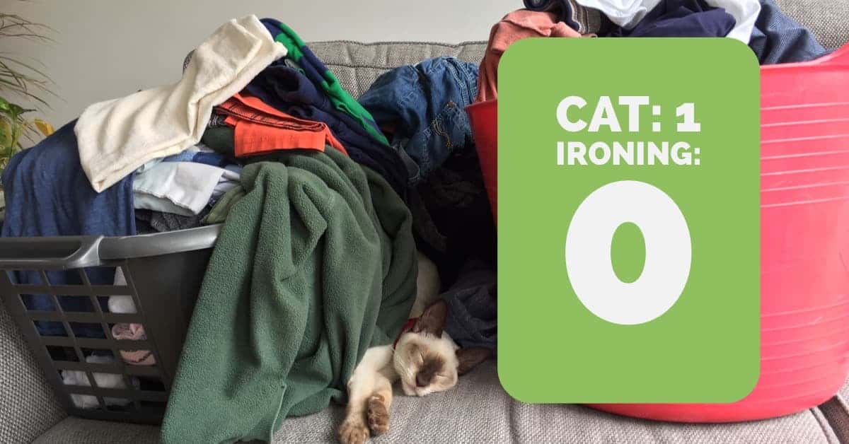 Siamese cat sleeping amongst laundry