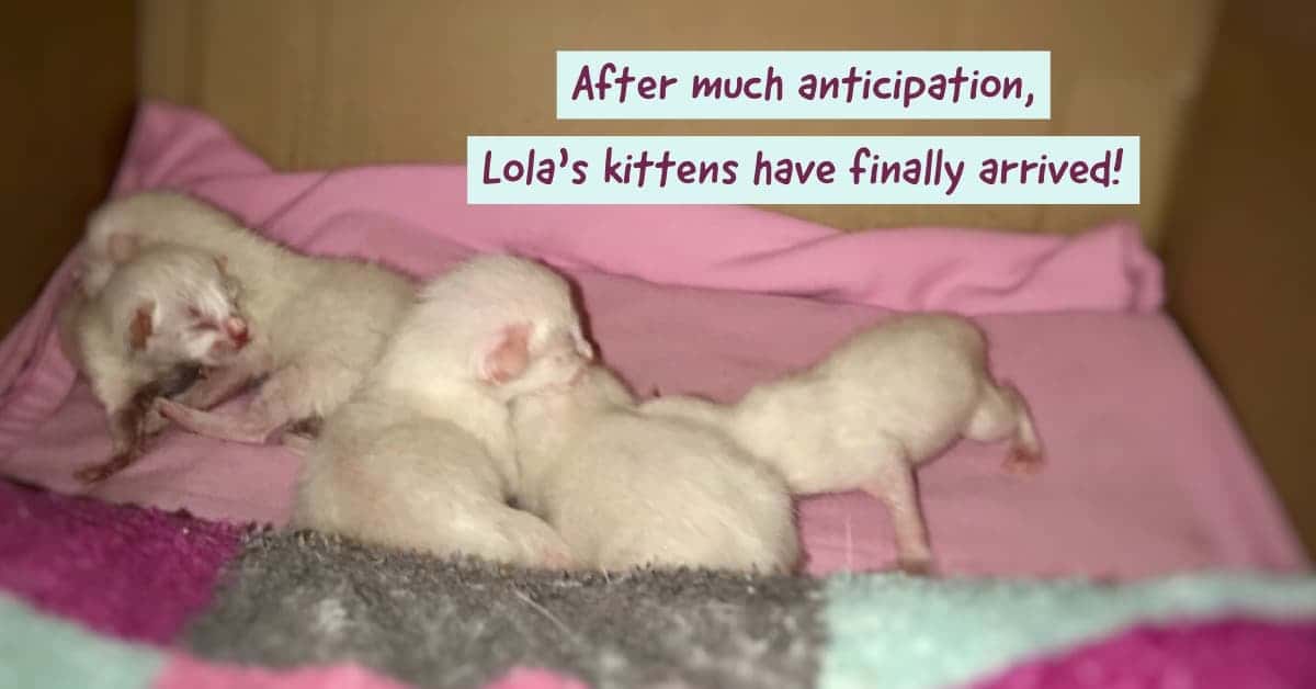 Newborn Old-style Siamese kittens