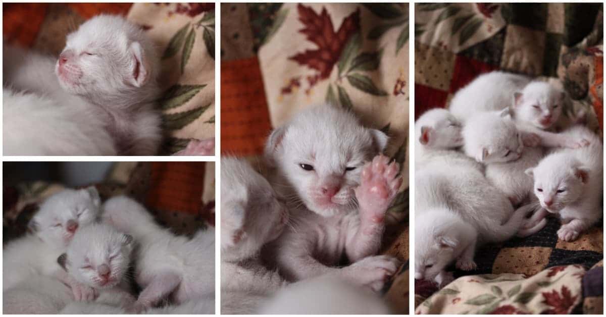 1 week old Old-style Siamese kittens