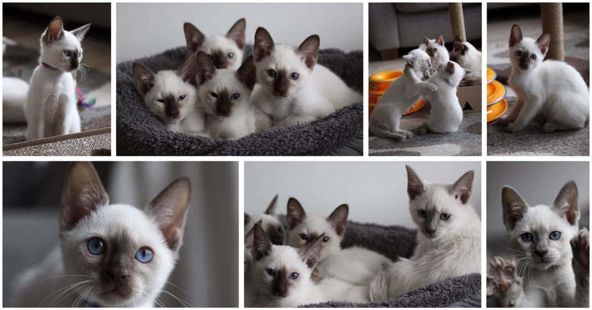 10 week old Old-style Siamese kittens