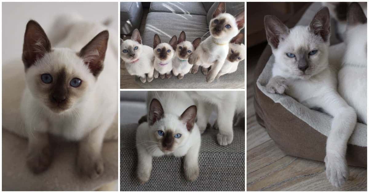 11 week old Old-style Siamese kittens