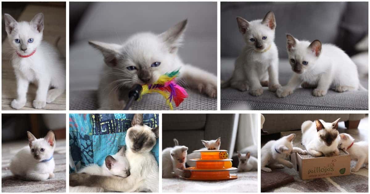 7 week old Old-style Siamese kittens