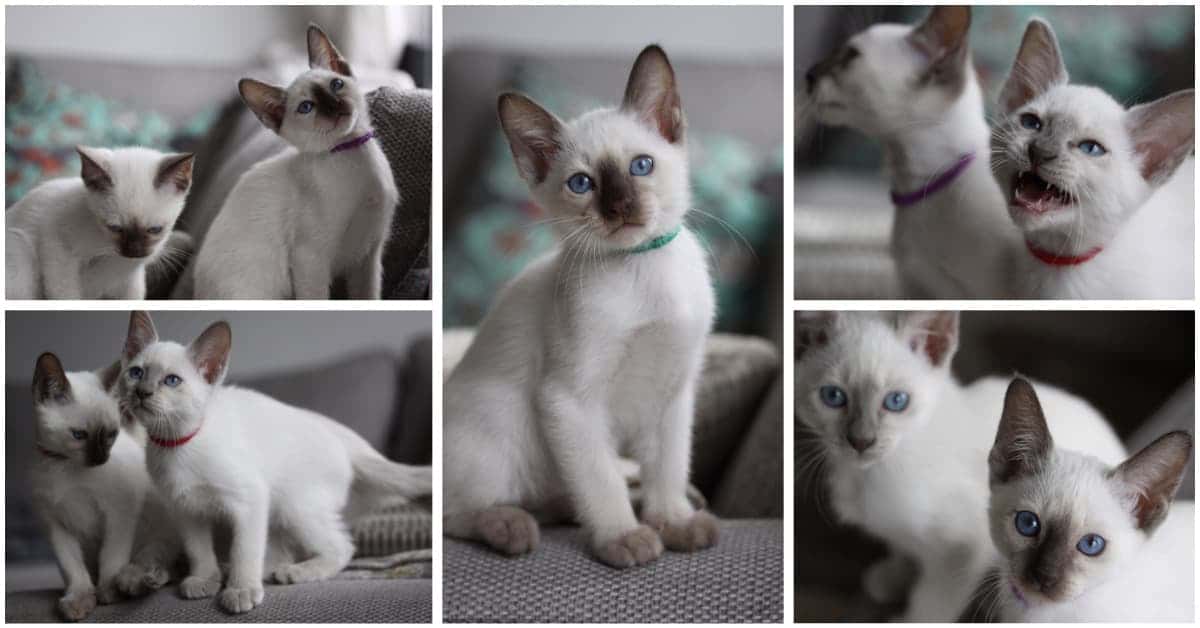 9 week old Old-style Siamese kittens