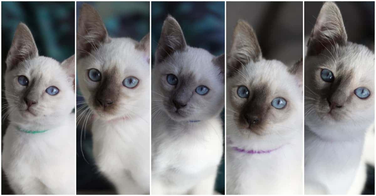 12 Week old Old-style Siamese kittens