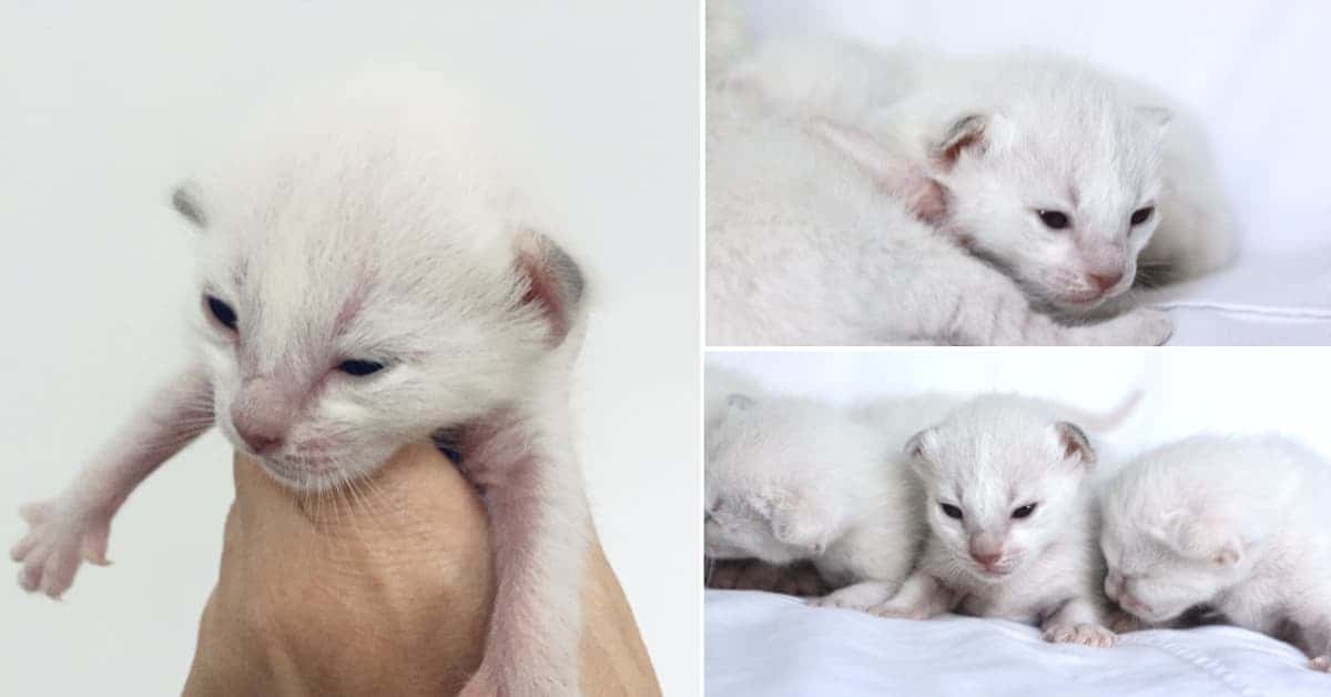 2 Week old Old-style Siamese kittens
