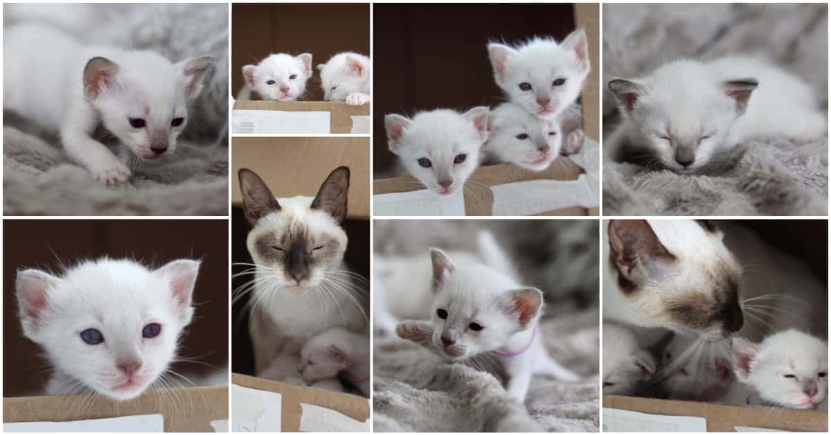 3 Week old Old-style Siamese kittens