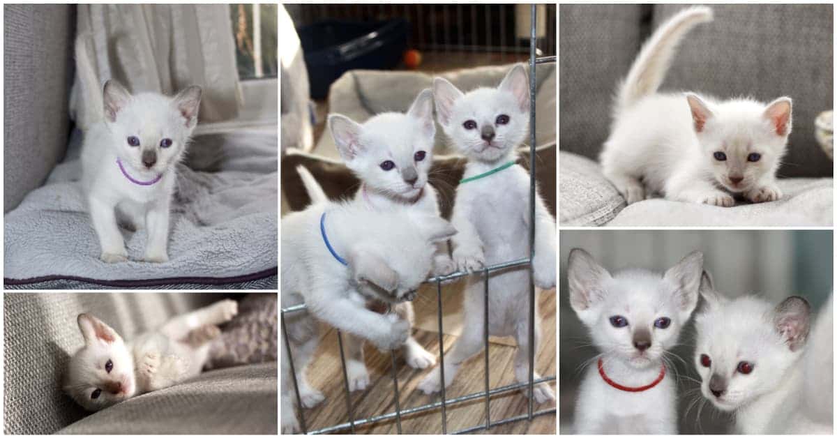 4 Week old Old-style Siamese kittens