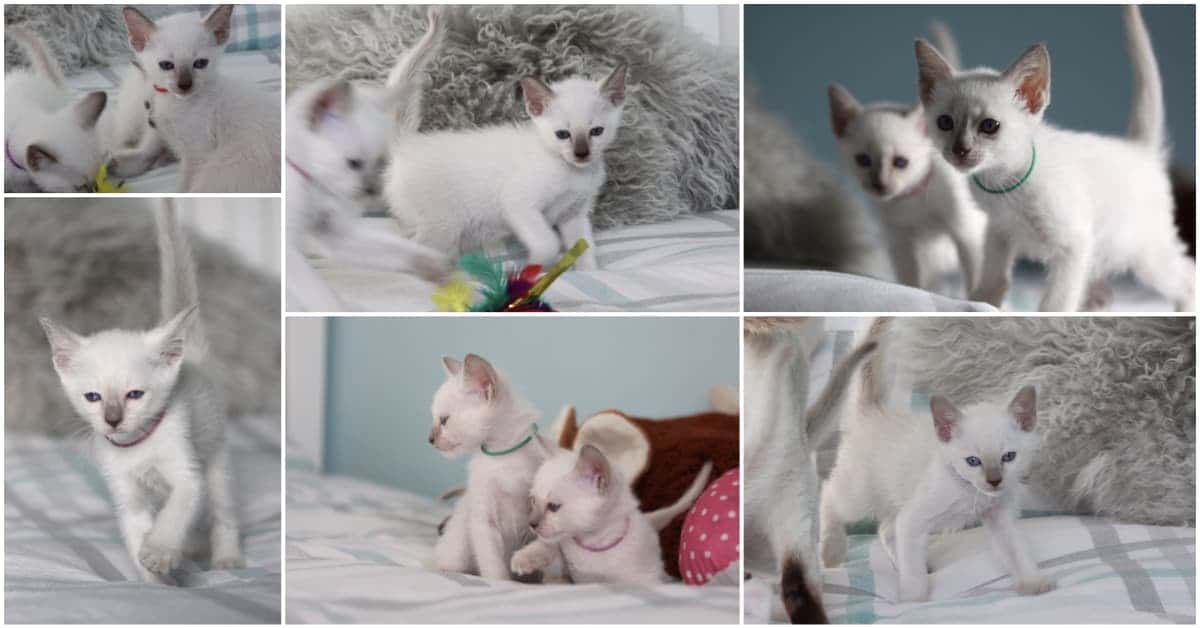 6 Week old Old-style Siamese kittens