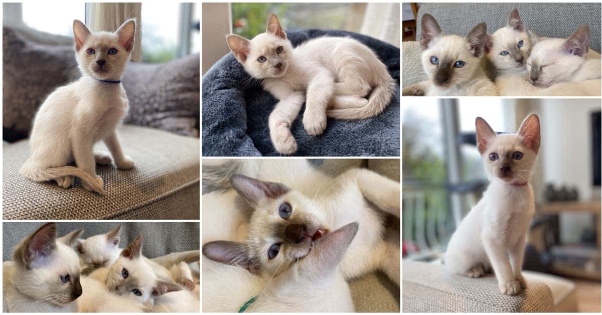 8 Week old Old-style Siamese kittens