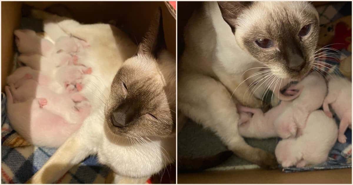 Newborn Old-style Siamese kittens with their mother