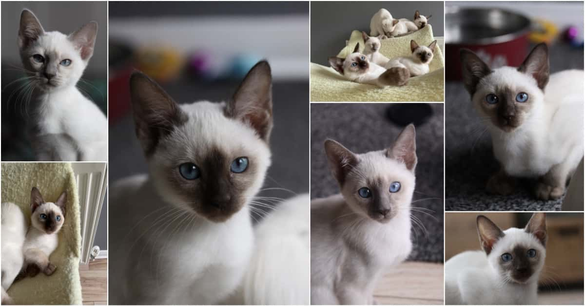 11 week old Old-style Siamese kittens