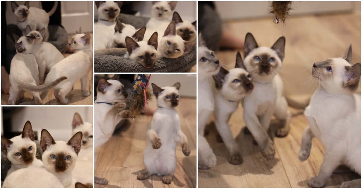 12 week old Old-style Siamese kittens