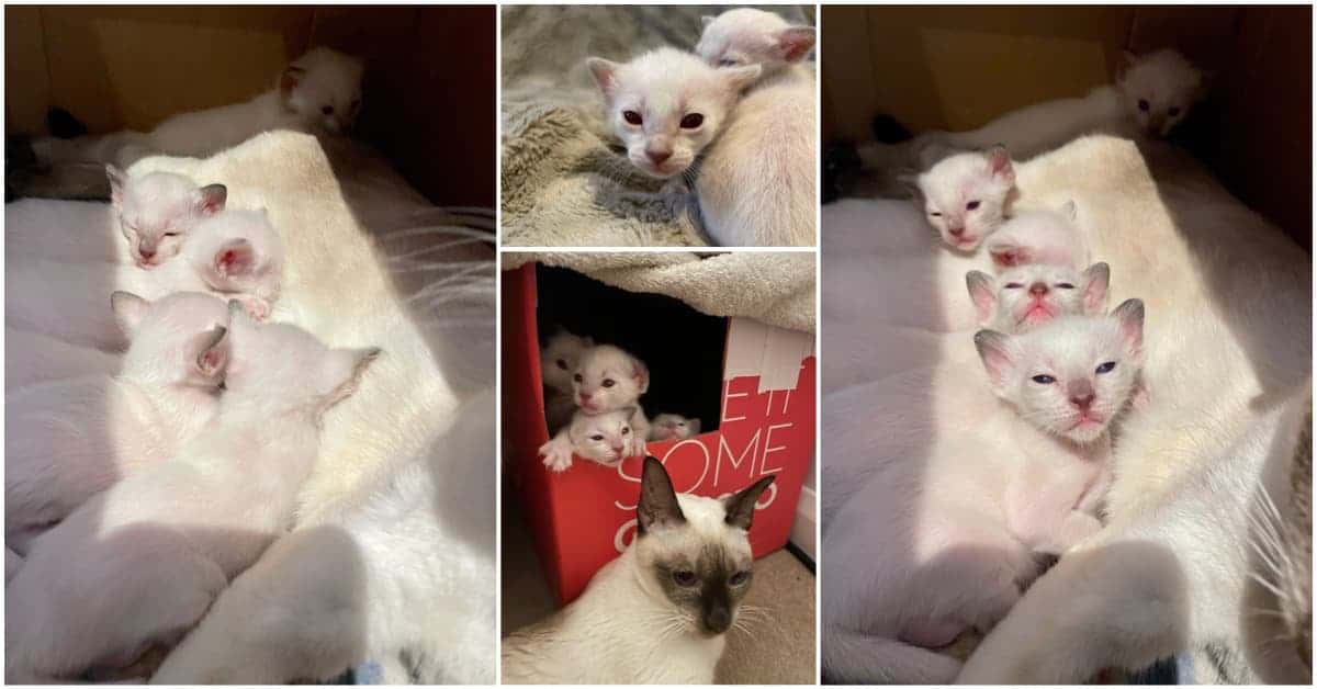 2 week old Old-style Siamese kittens