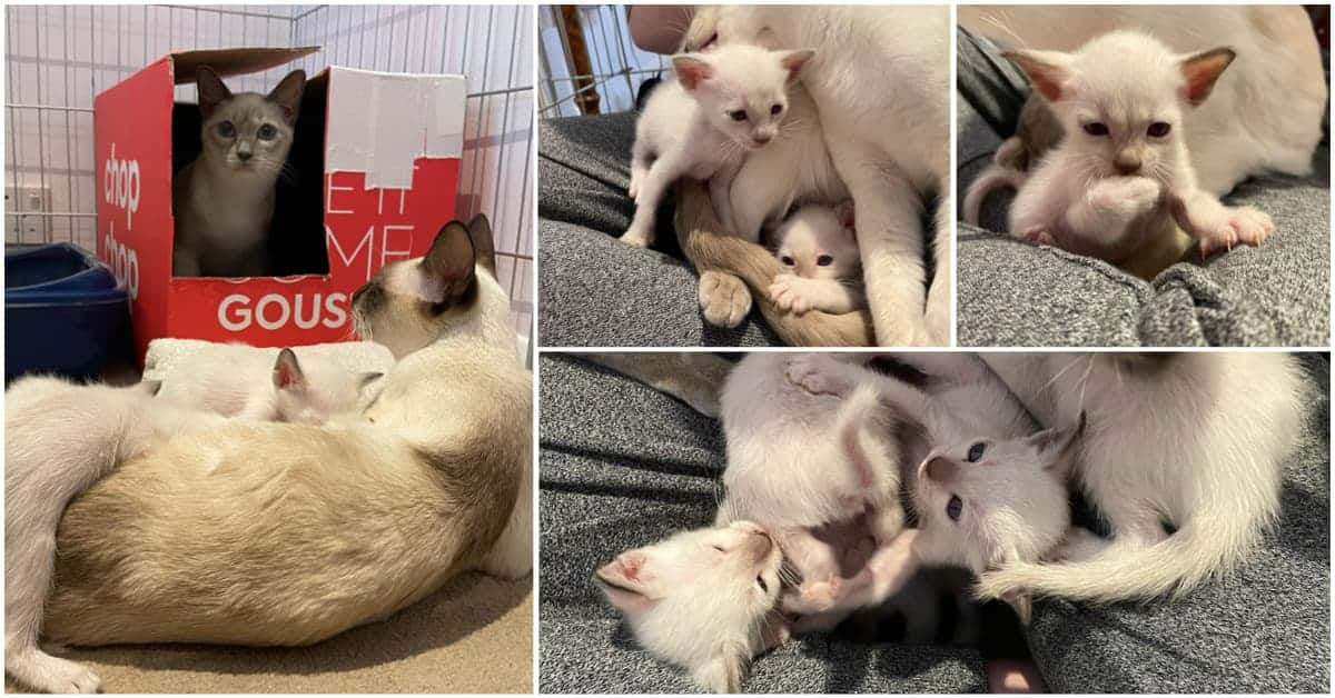 3 week old Old-style Siamese kittens