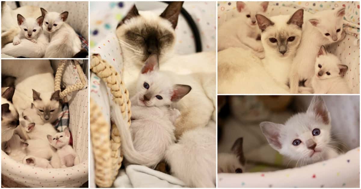 4 week old Old-style Siamese kittens