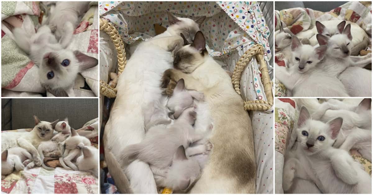 5 week old Old-style Siamese kittens