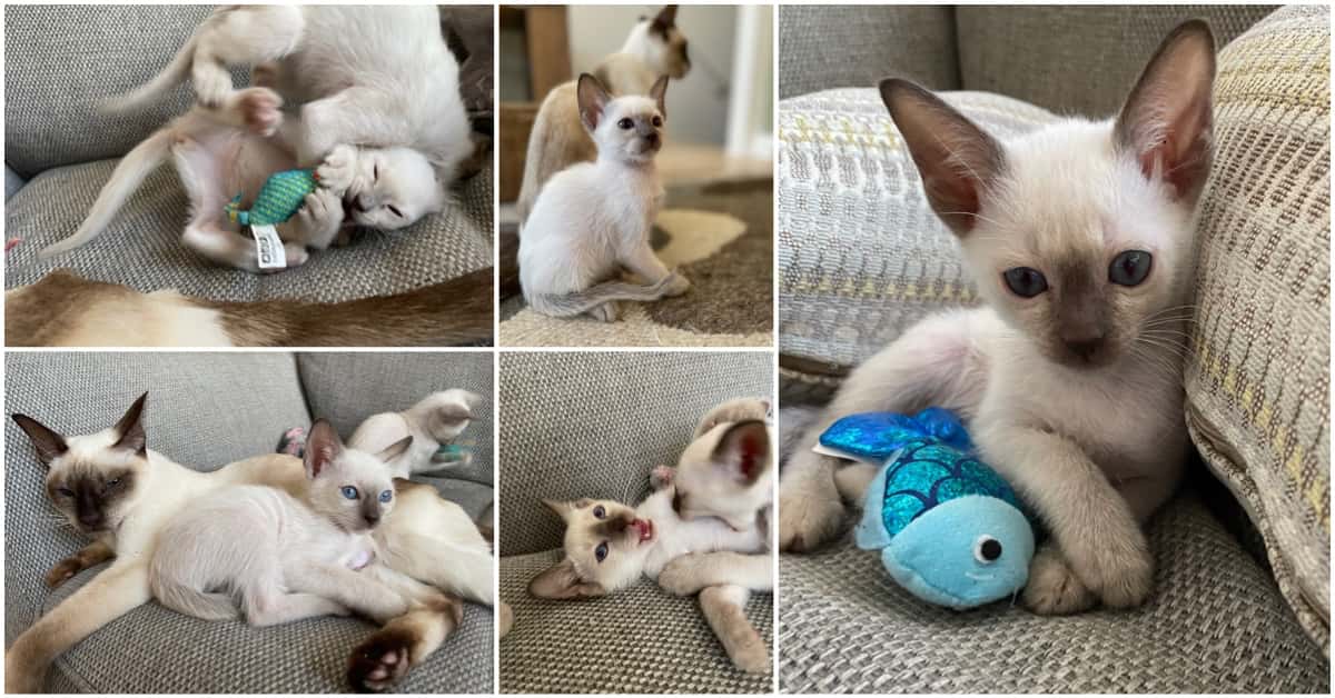 6 week old Old-style Siamese kittens