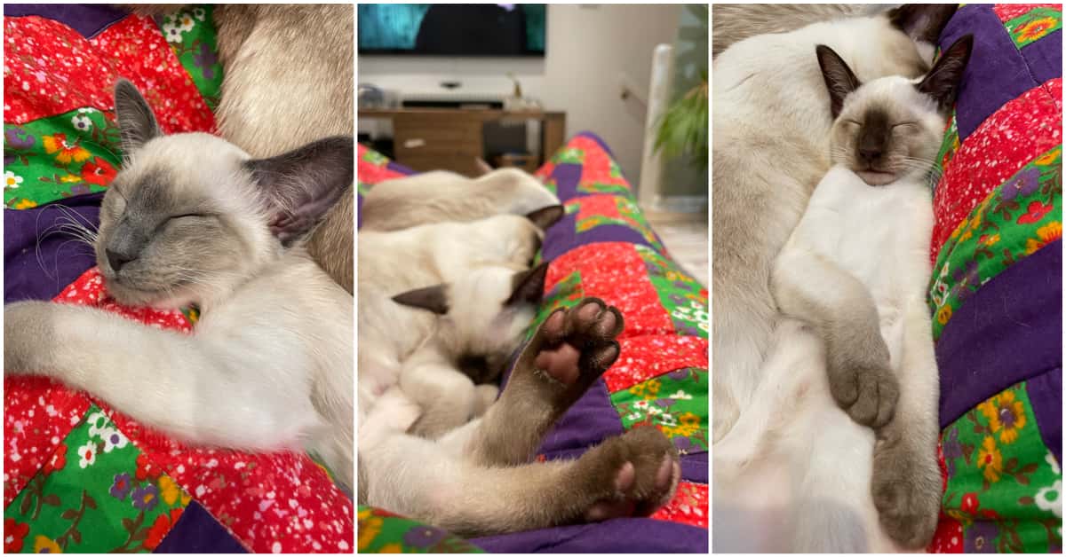 13 week old Old-style Siamese kittens
