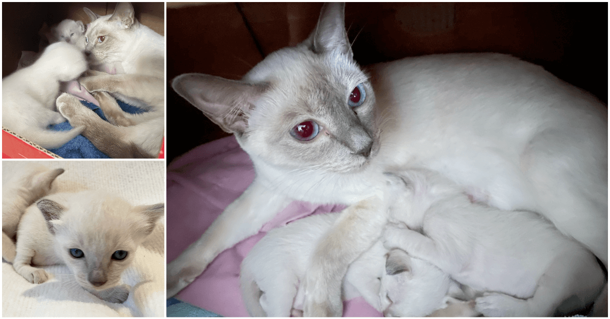 3 week old Old-style Siamese kittens