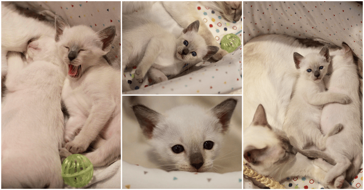 4 week old Old-style Siamese kittens