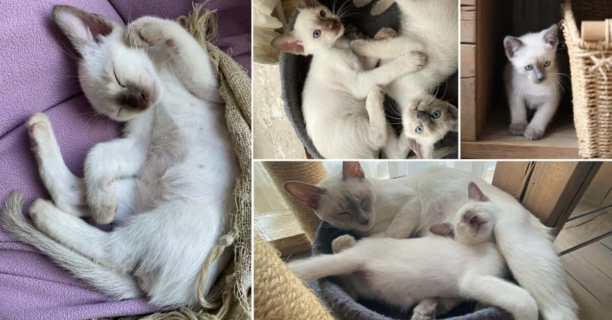 7 week old Old-style Siamese kittens