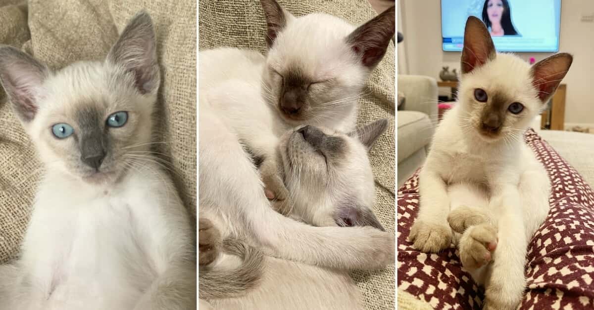 8 week old Old-style Siamese kittens