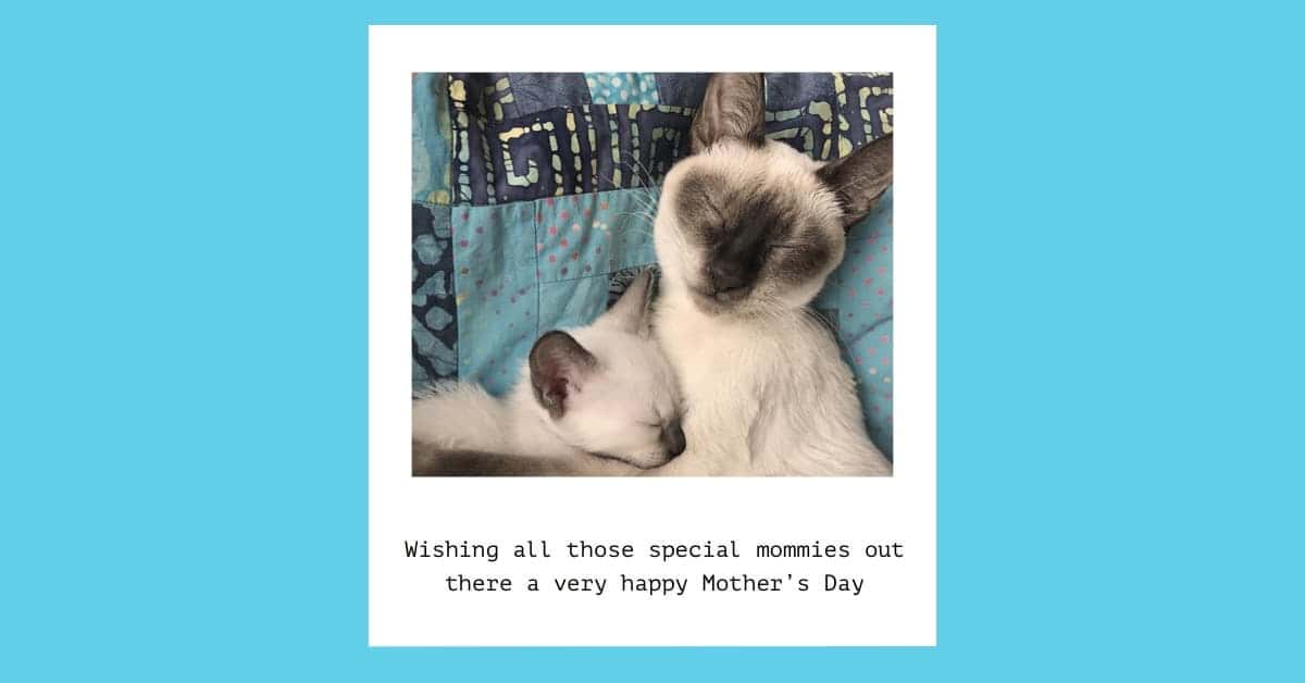 Happy Mothers Day Siamese kittens